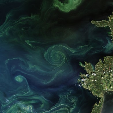 Summer phytoplankton blooms in the Gulf of Finland.